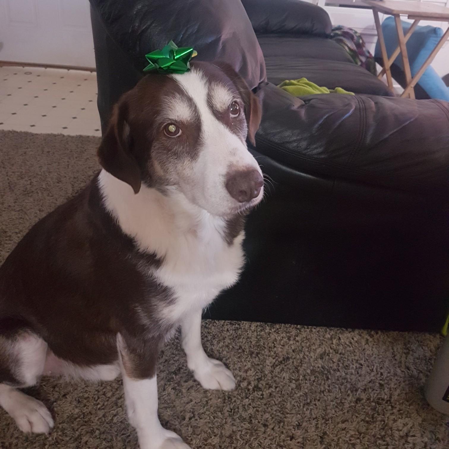 December 2020 - Buddy