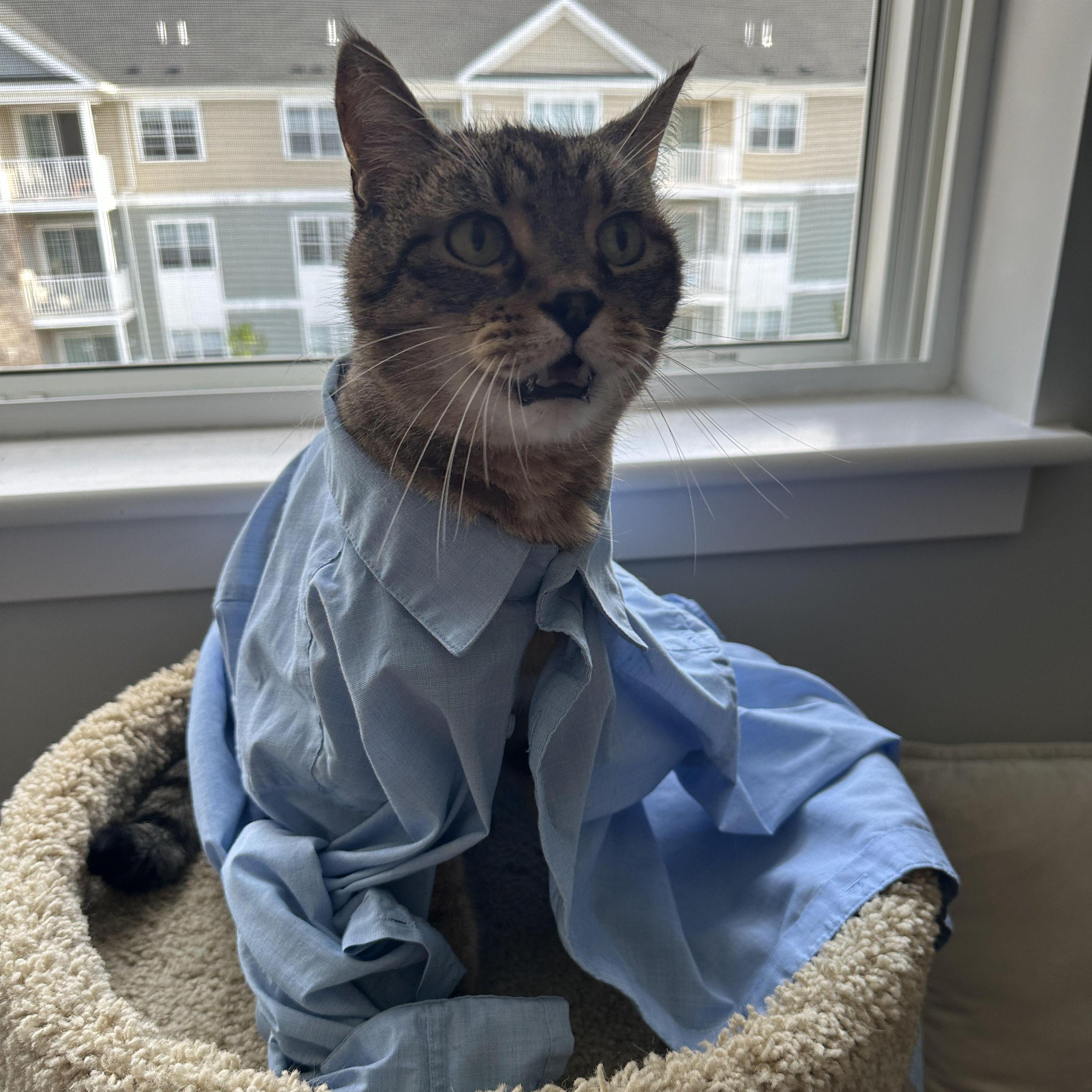 Tiger's first day at the office