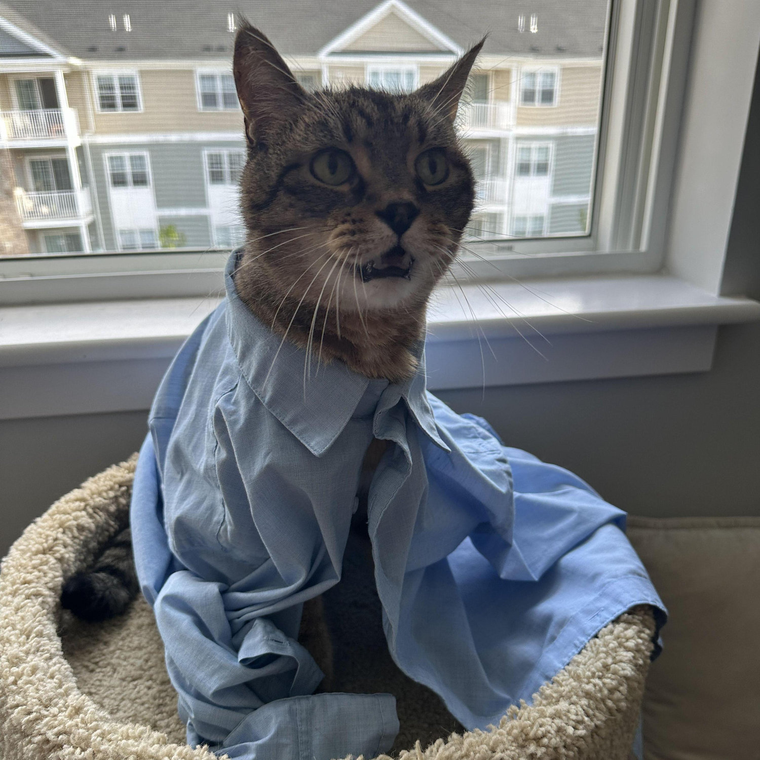 Tiger's first day at the office