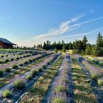 Blooming Fields Lavender Farm