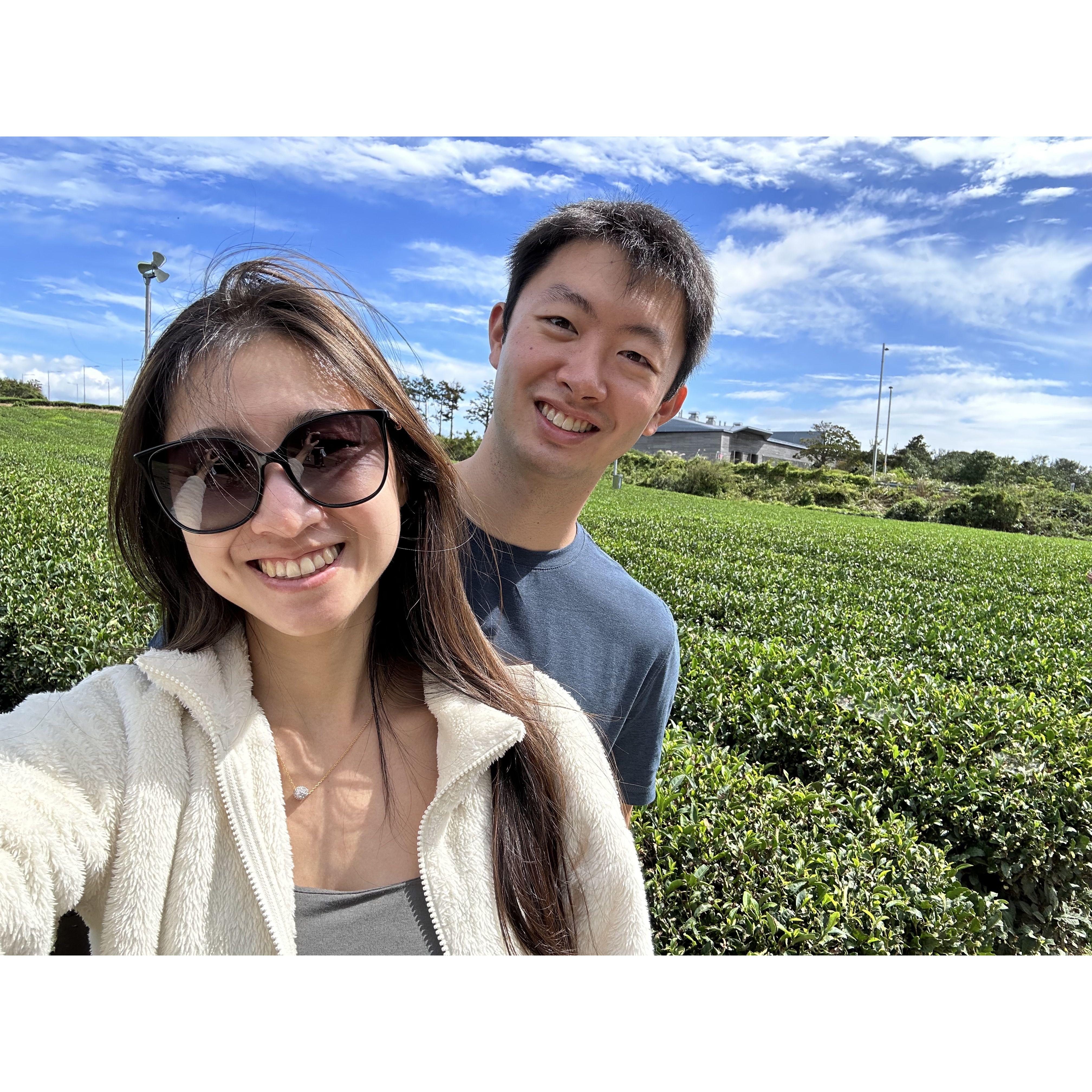 October 2022, Osulloc Team Farm, Jeju - Some of the best tea we've ever had. 10.5/10 would recommend.