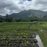 Volunteer at Kako'o 'Oiwi