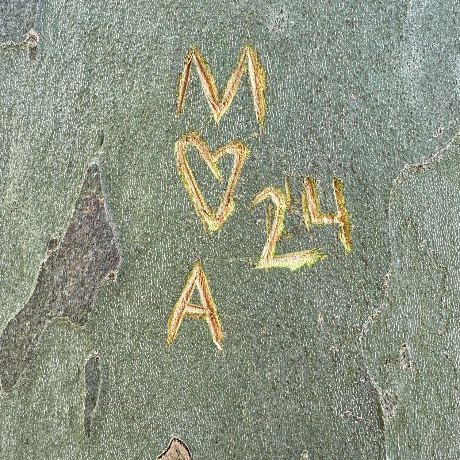 Leaving our mark in the Alps
