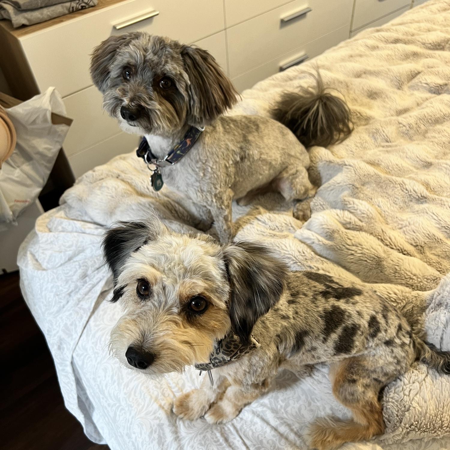 Koda & Luna after nap time