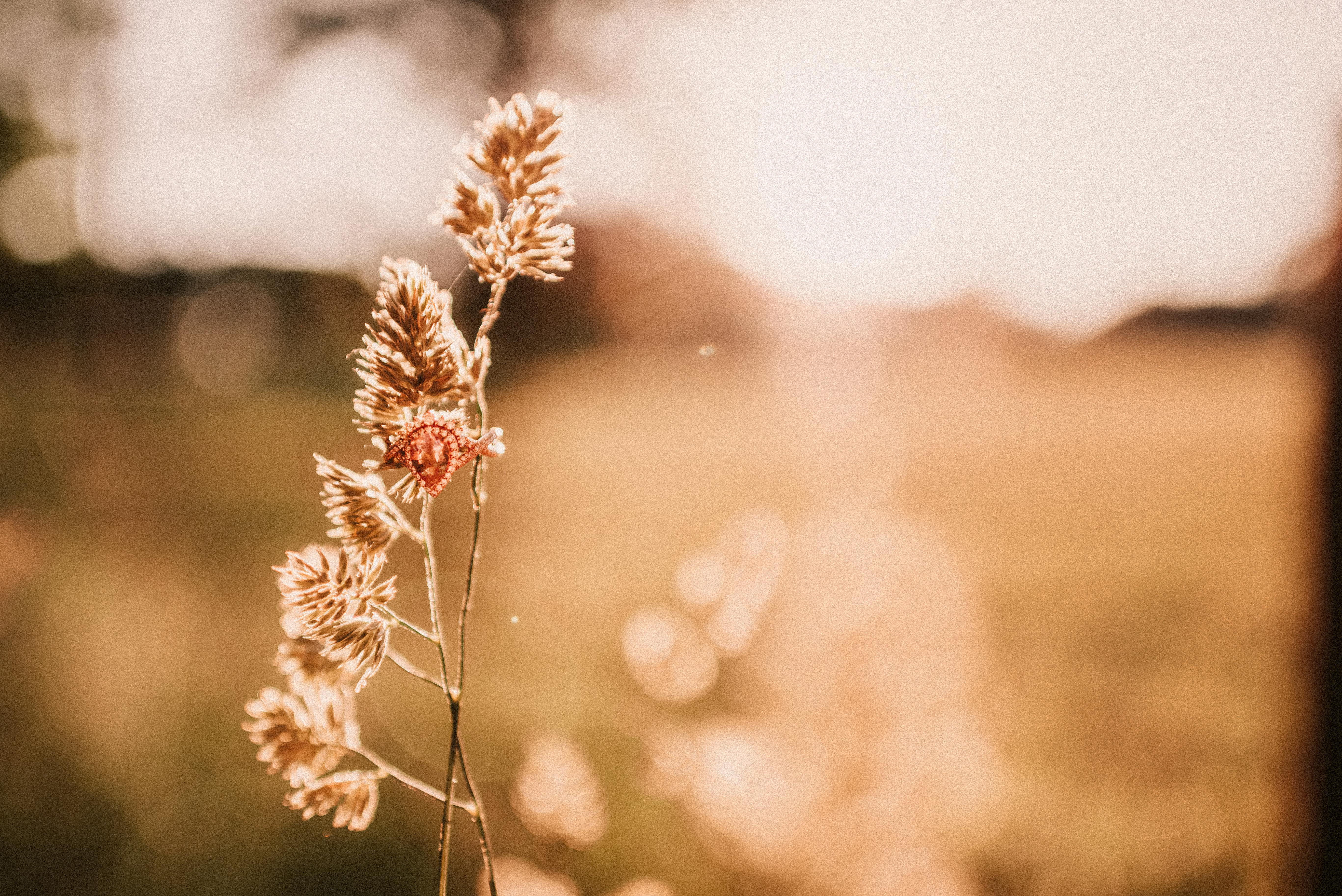 The Wedding Website of Emma Sheridan and Ian Litt