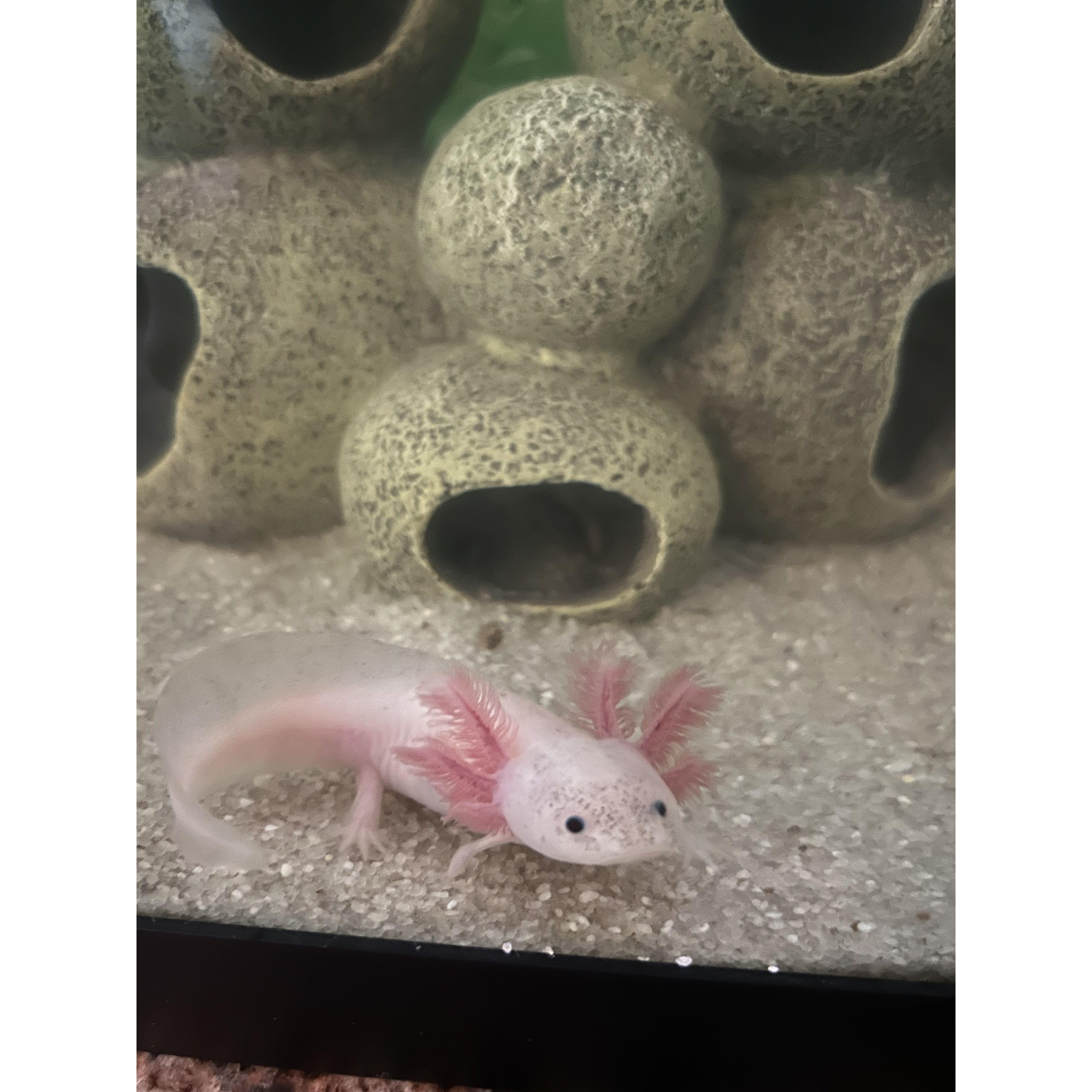 We adopted our precious axolotl, Zuma in September 2024