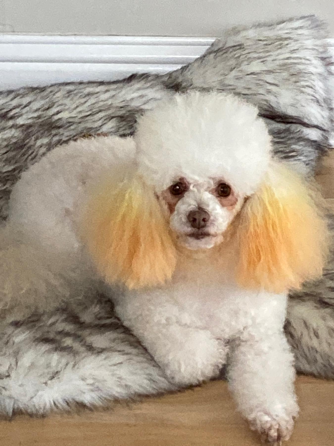 Lola Bean