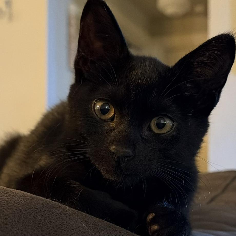 Elvie our new kitty