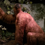 Museum of Natural History