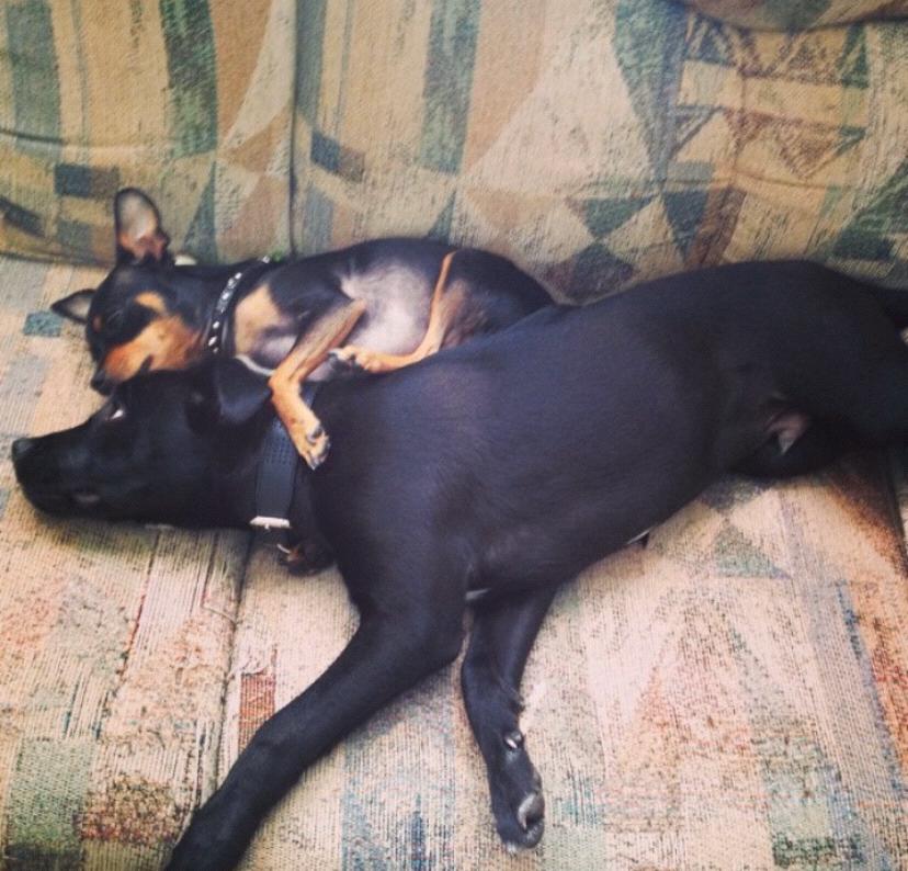 Because the 4 of us don't have a single picture together! These are our fur babies.