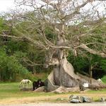 La Ceiba