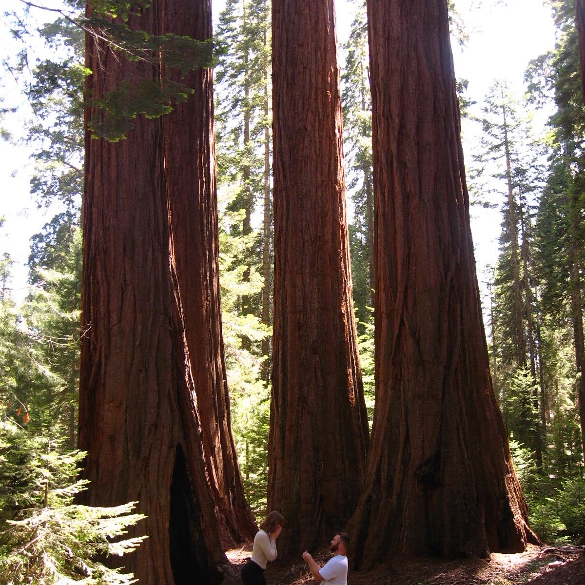 Pictures of Coree proposing in Sequoia National Park