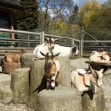 Beacon Hill Children's Farm