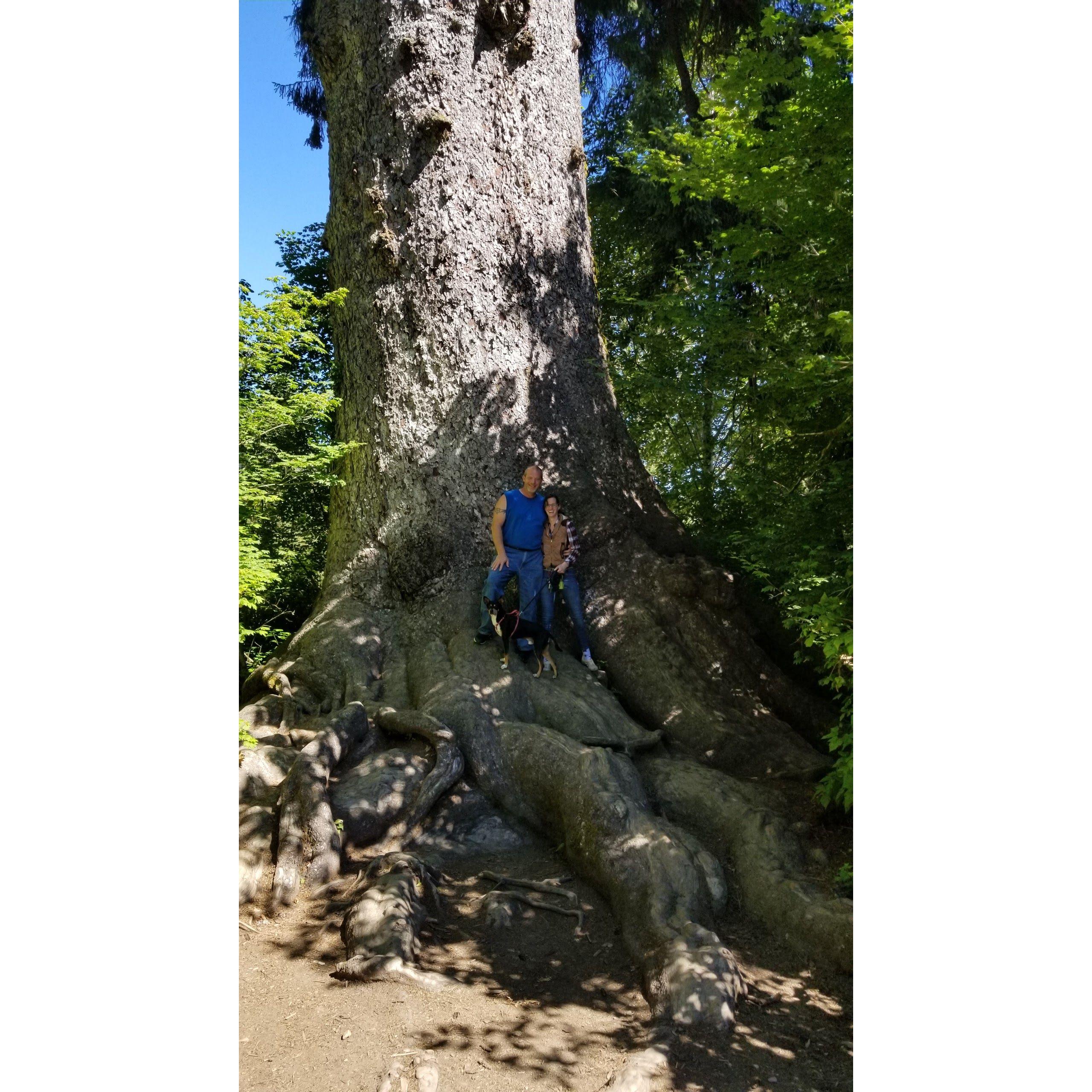 World's Largest Spruce!