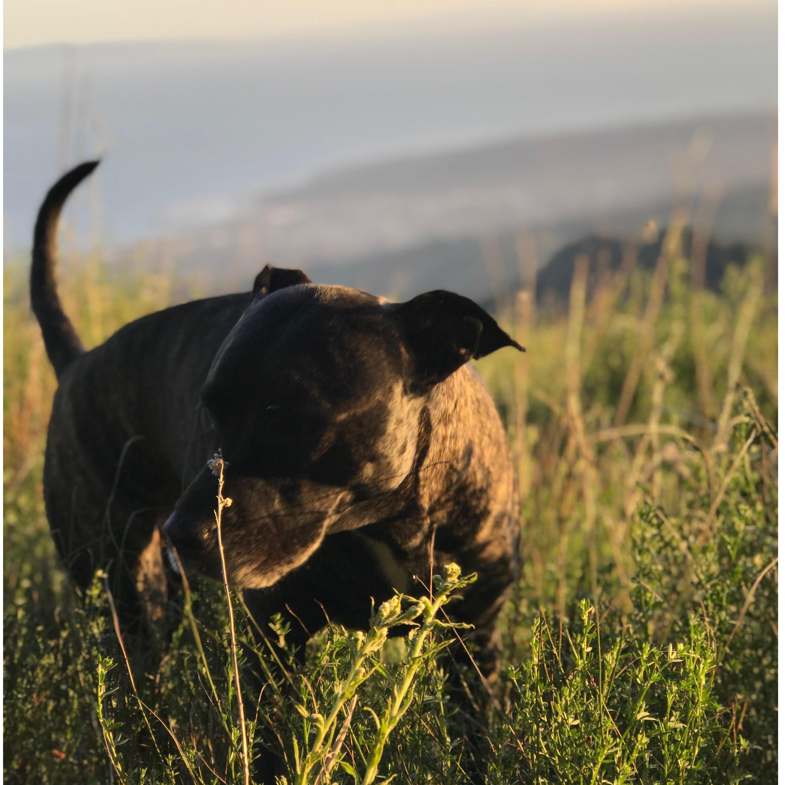 Crosby in the Los Padres Mountains overlooking the Santa Barbara coast.