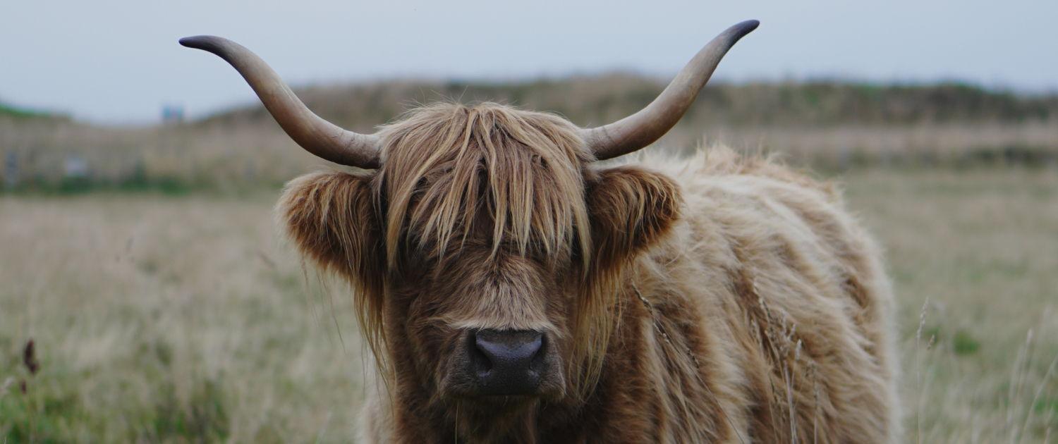 The Wedding Website of Alan Macdonald and Shannon Worsnop