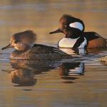 Waterfowl Festival