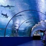 Gran Acuario Mazatlán "Mar de Cortés"