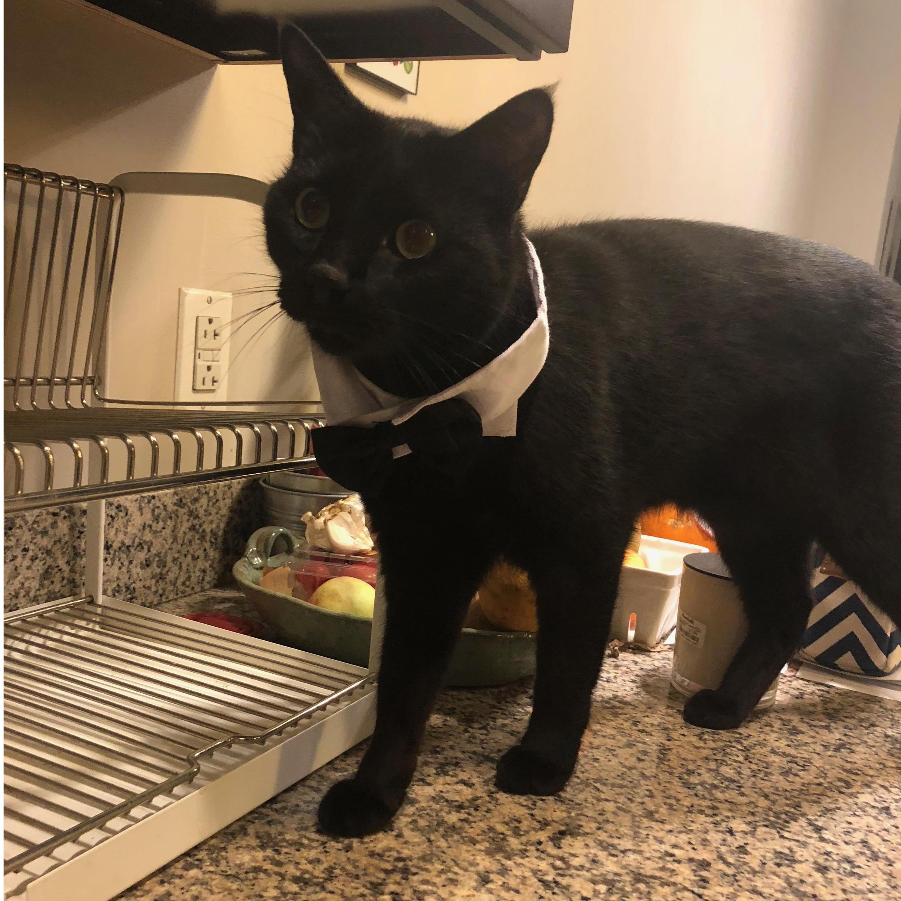 Clifford dressed up for the proposal! Tim wishes he converted into a tuxedo this easily.