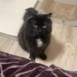 Cat sitter for honeymoon