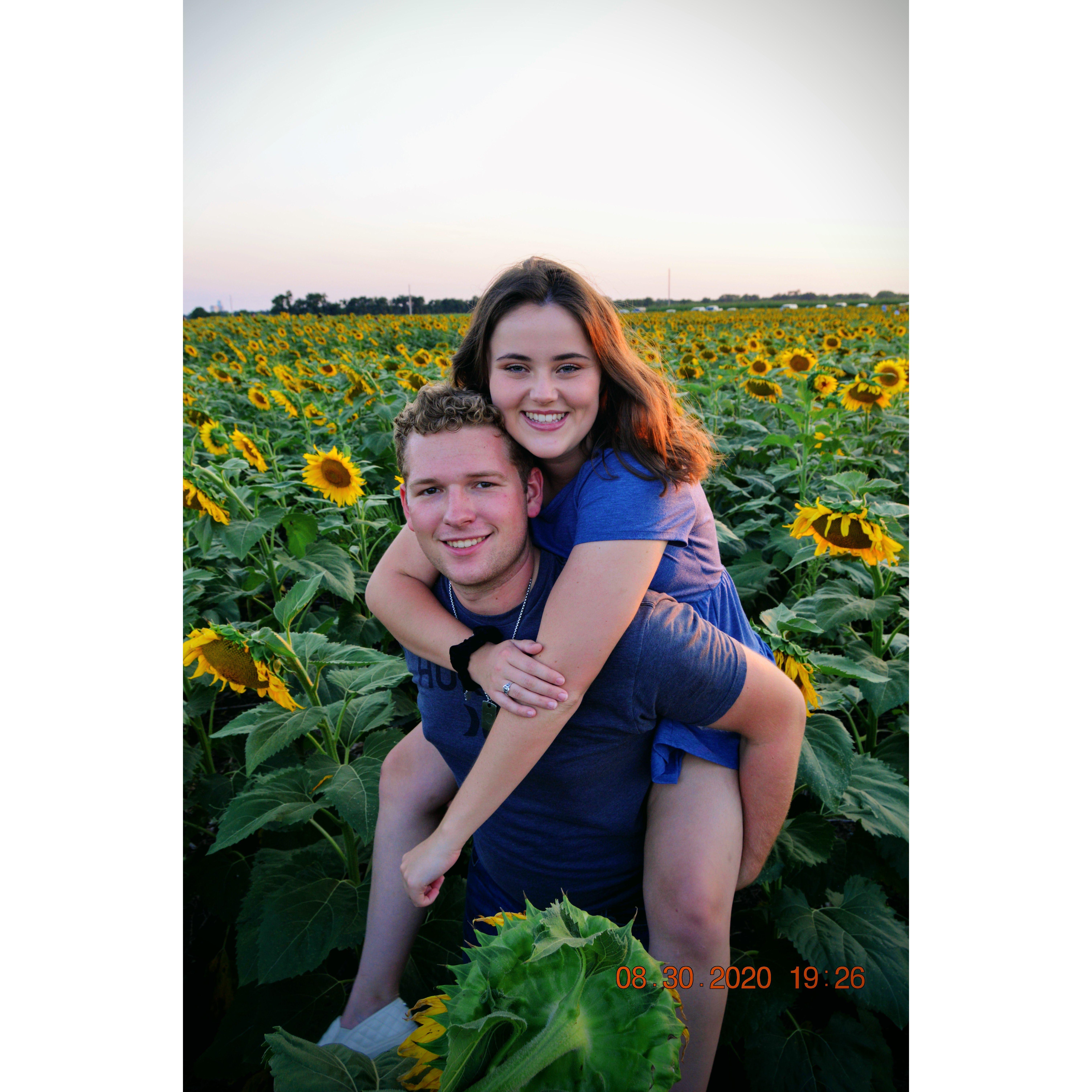 Sunflower Field in Kansas August 2020