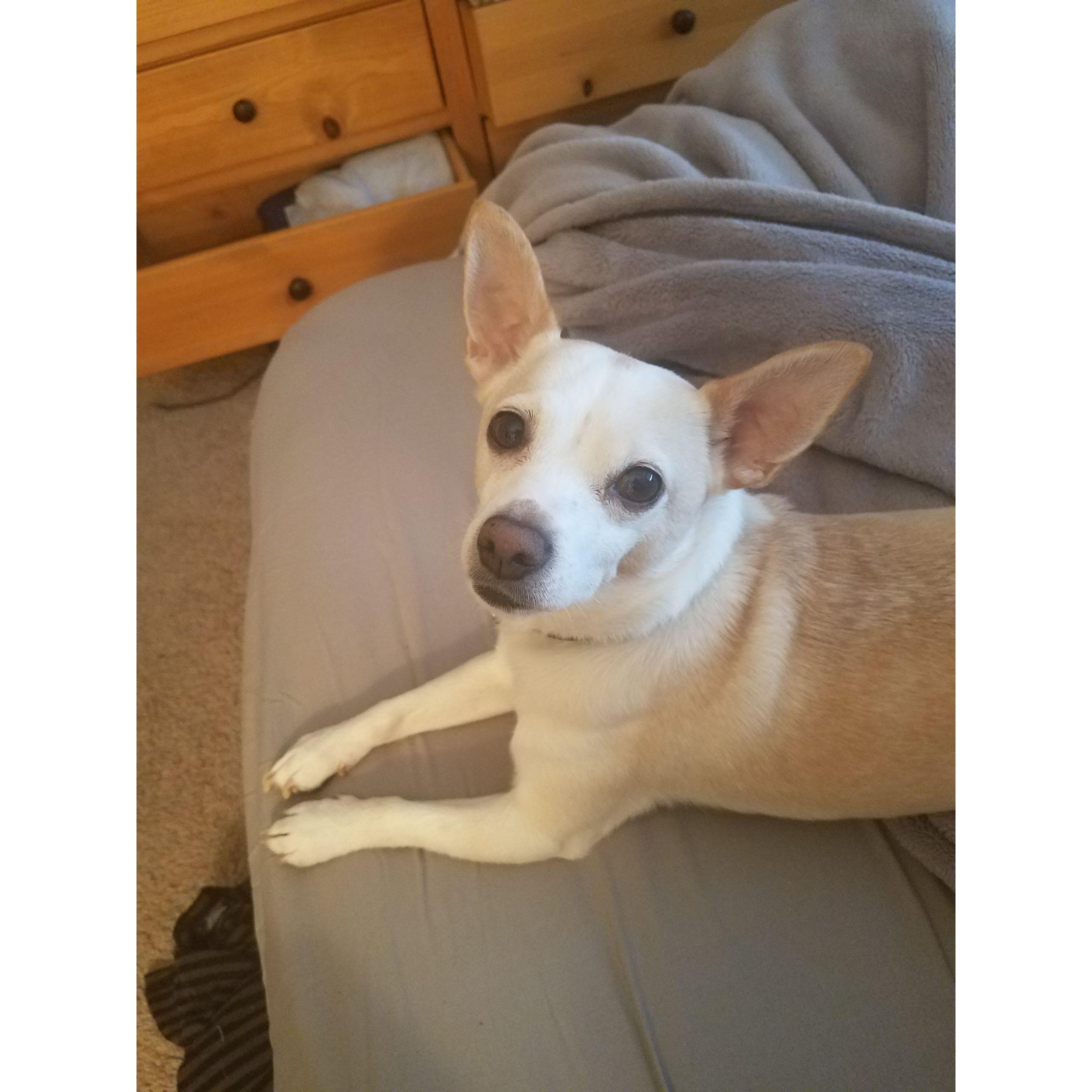 Hugo wishes he could meet you all, but sadly there's no pets allowed.