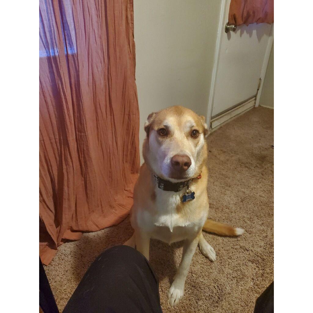 Our roommate sent us this photo while we were on vacation. Apparently, any time we aren't home this is the look she gives him.