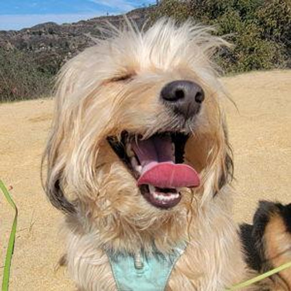 Poppy's Treats Fund