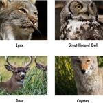 Alaska Wildlife Conservation Center