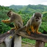 Monkeyland