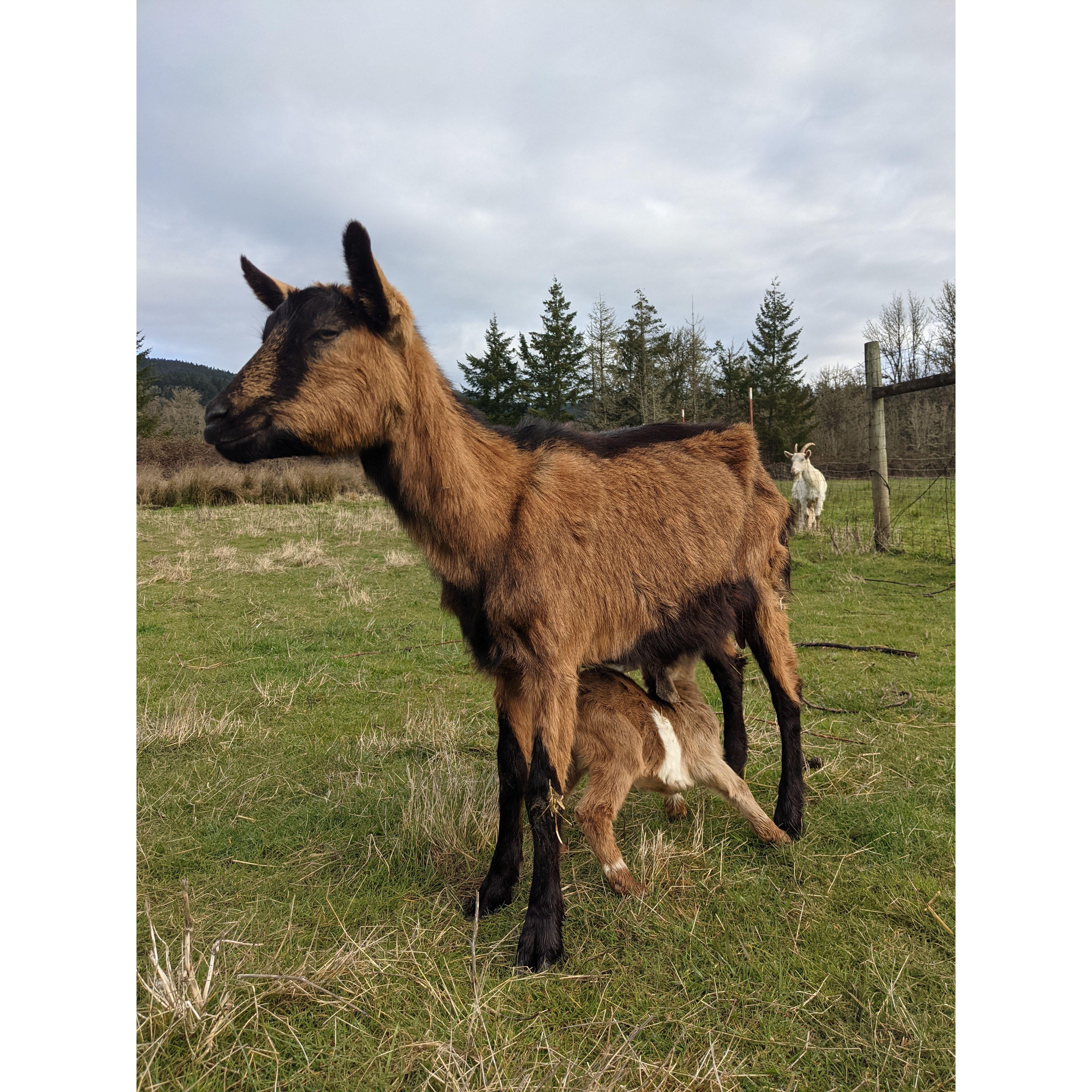 Plus, we are expanding the farm (Lola with her baby here!)...