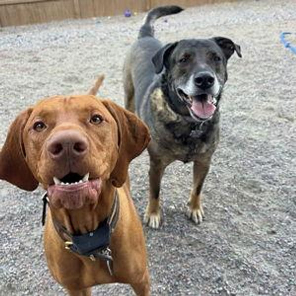 Dog Fund