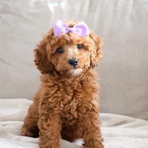 We would love to expand and get a puppy <3