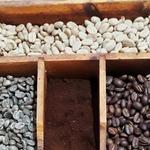 Minca Coffee & Cocoa Tour