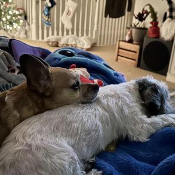 Pet Hotel For Our Disney Trip