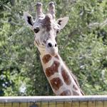 Zoo Boise