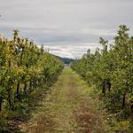 Finnriver Farm and Cidery