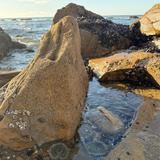 La Jolla Tide Pools