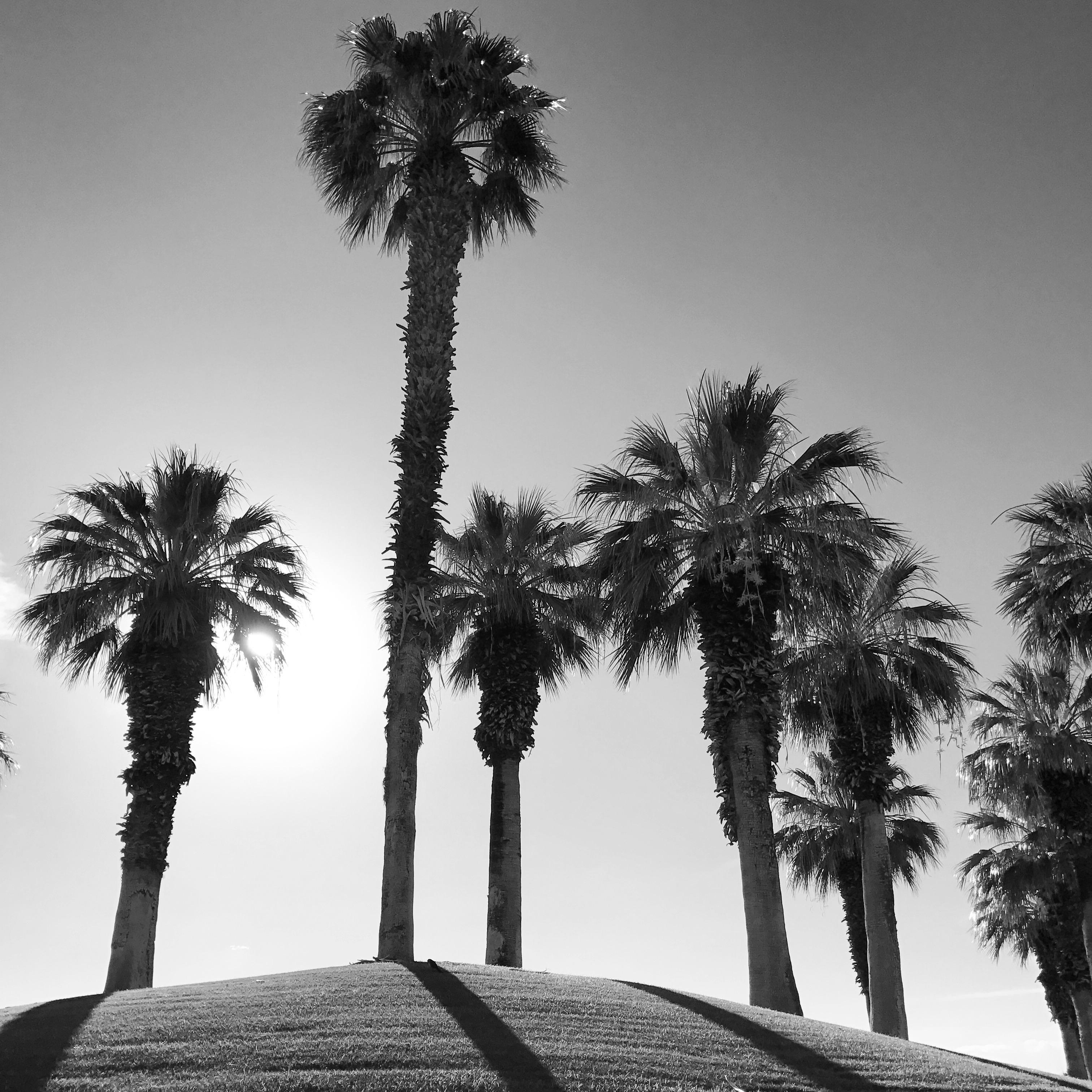 Palm Desert.