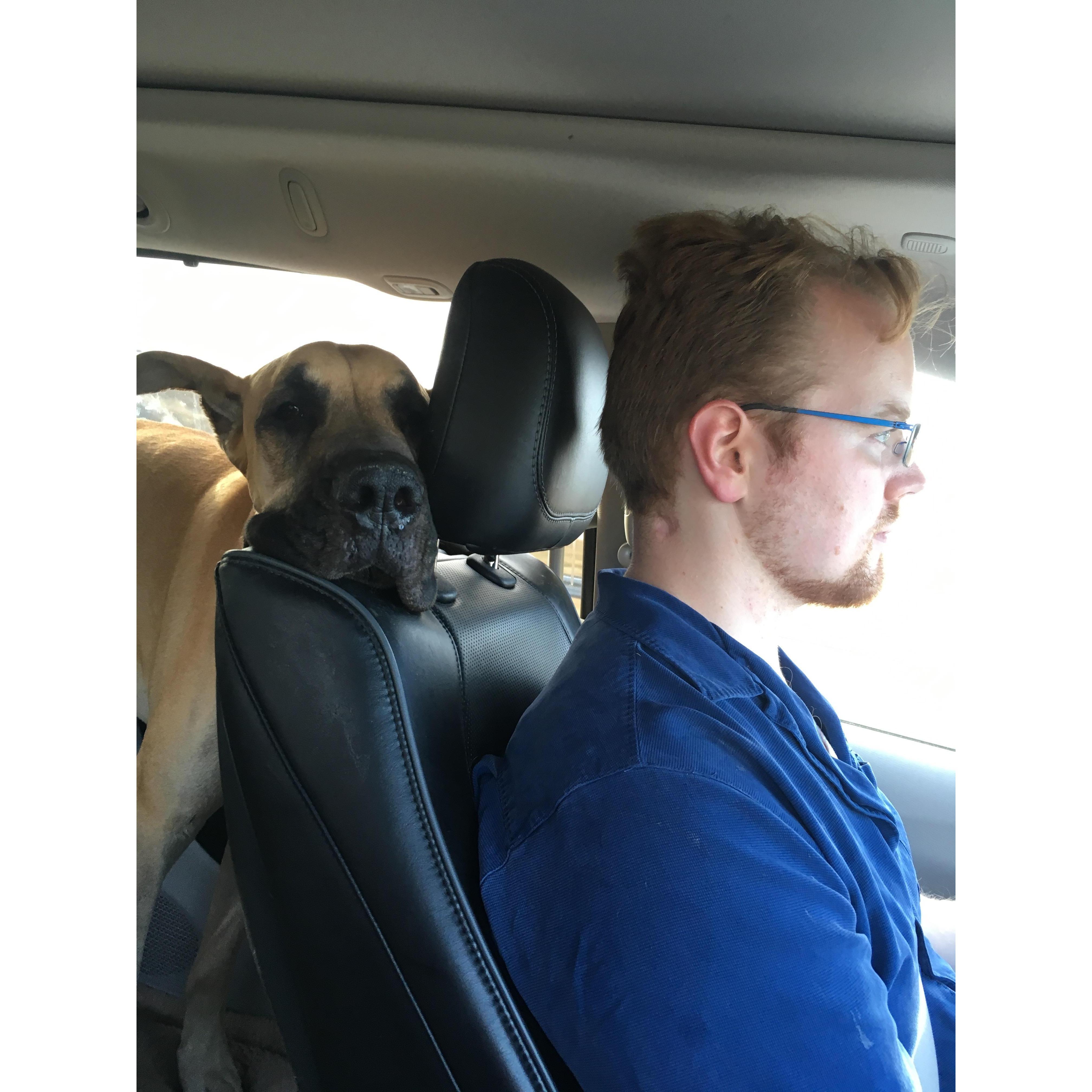 Broadway and Michael bonding on the drive to a dog show.