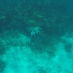 Diving/Snorkeling