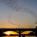 Bat Bridge