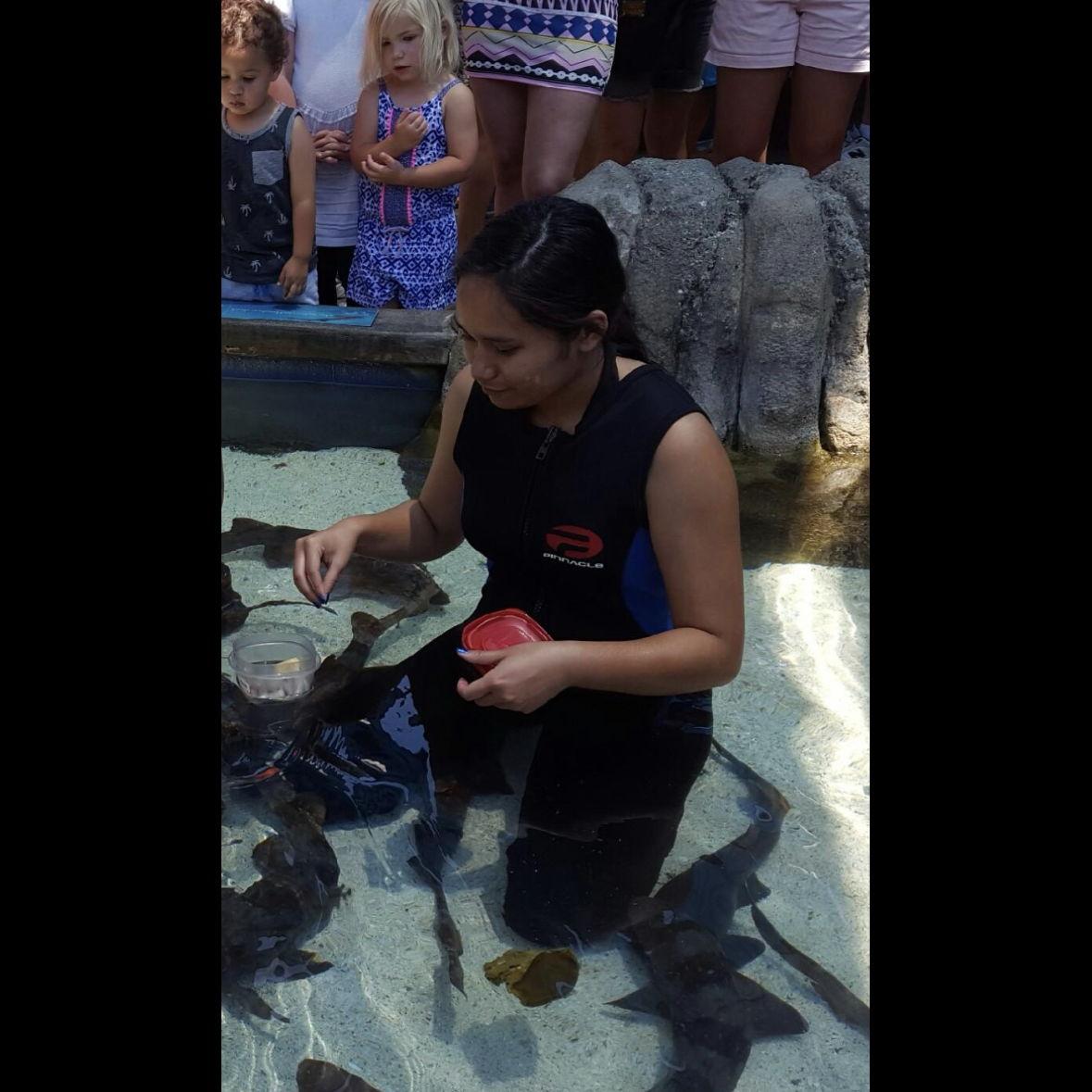 Milla feeding the bamboo sharks with an egg at her knee.