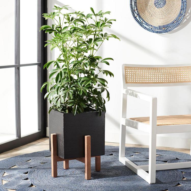 Safavieh, Borsla Planter | Zola