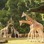 Taman Safari Indonesia Bogor