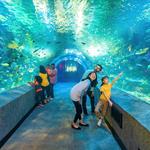 Newport Aquarium