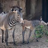 Lincoln Park Zoo