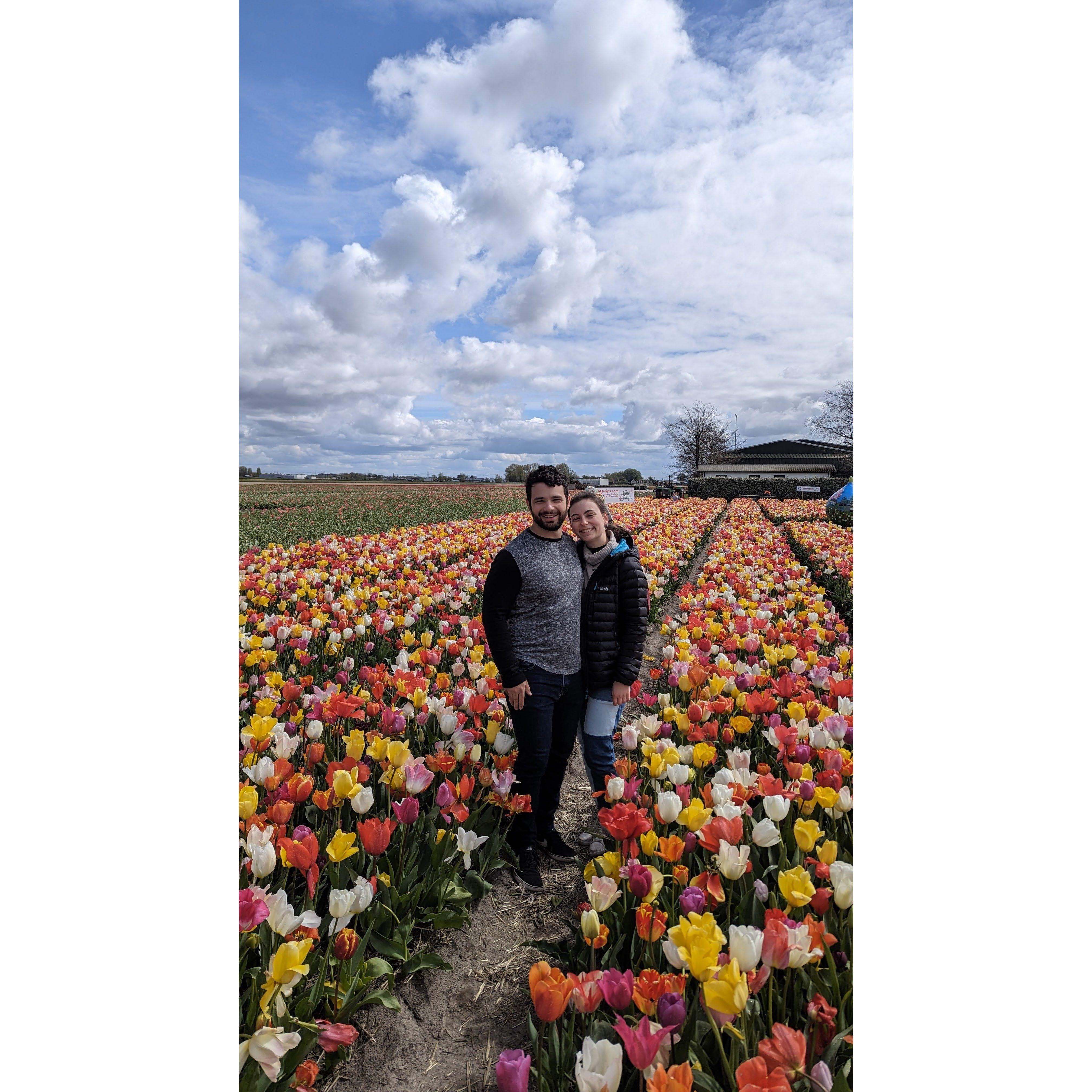 Tulip field in Amsterdam.