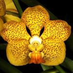 R F Orchids
