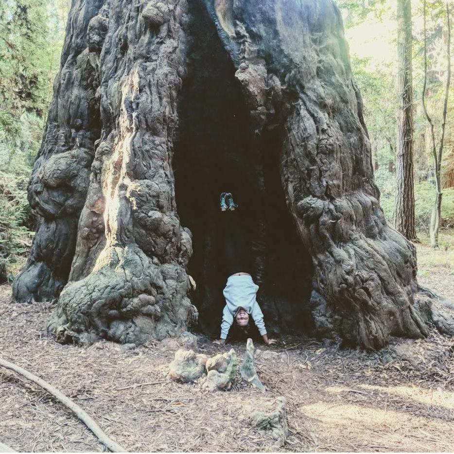 Redwoods September 2018